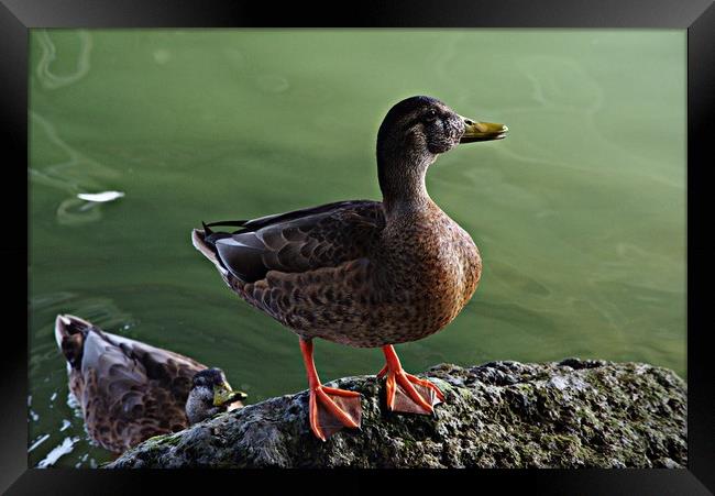 A duck by the river Framed Print by Jose Manuel Espigares Garc
