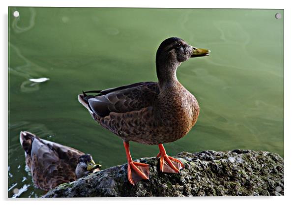 A duck by the river Acrylic by Jose Manuel Espigares Garc