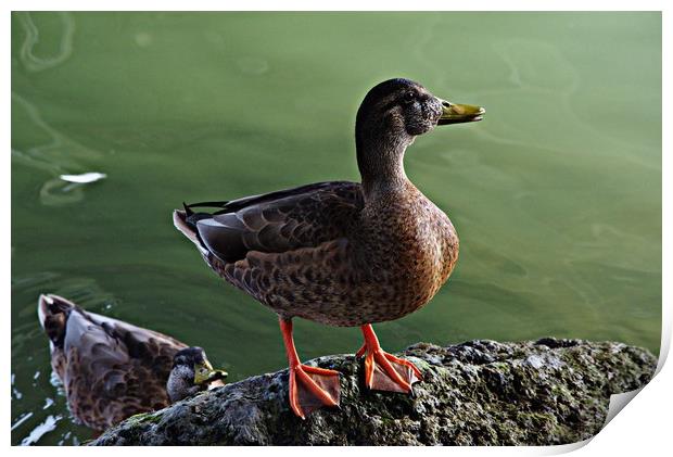 A duck by the river Print by Jose Manuel Espigares Garc