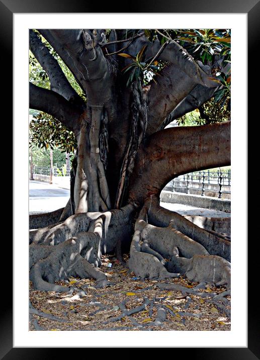 Tree trunk Framed Mounted Print by Jose Manuel Espigares Garc
