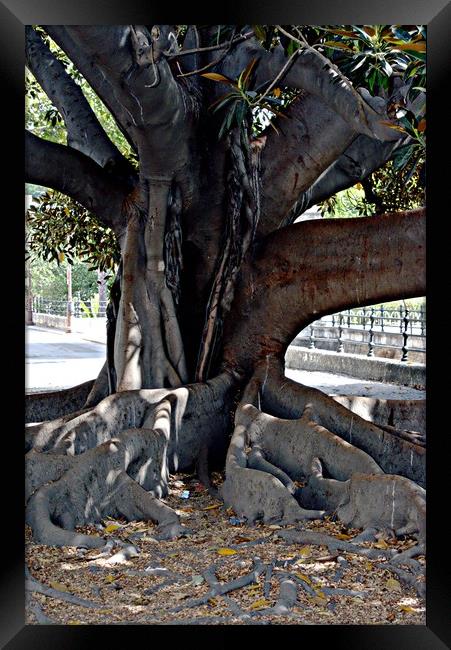 Tree trunk Framed Print by Jose Manuel Espigares Garc