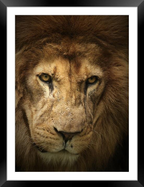 In the zone Framed Mounted Print by Paul Fine