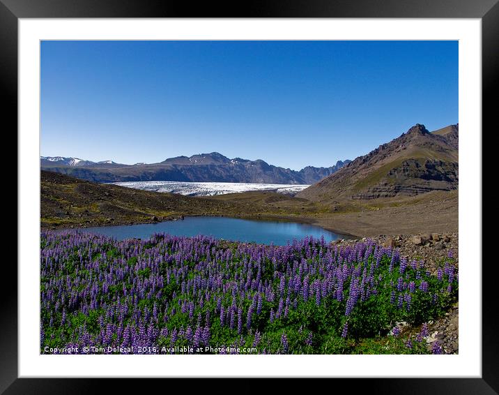 Icelandic lupins Framed Mounted Print by Tom Dolezal