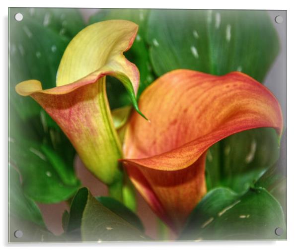 beautiful calla lily Acrylic by sue davies