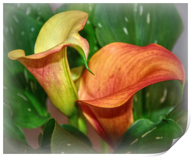 beautiful calla lily Print by sue davies