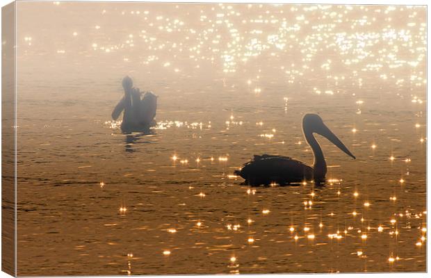 Pelican Sunrise Canvas Print by Mike Dawson