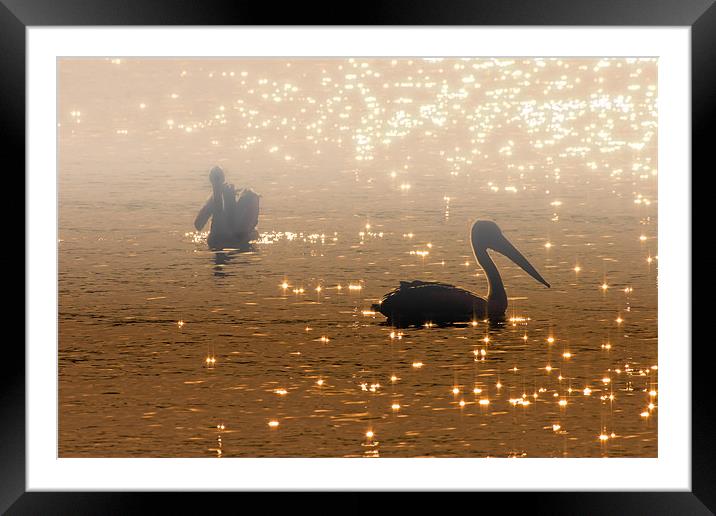 Pelican Sunrise Framed Mounted Print by Mike Dawson