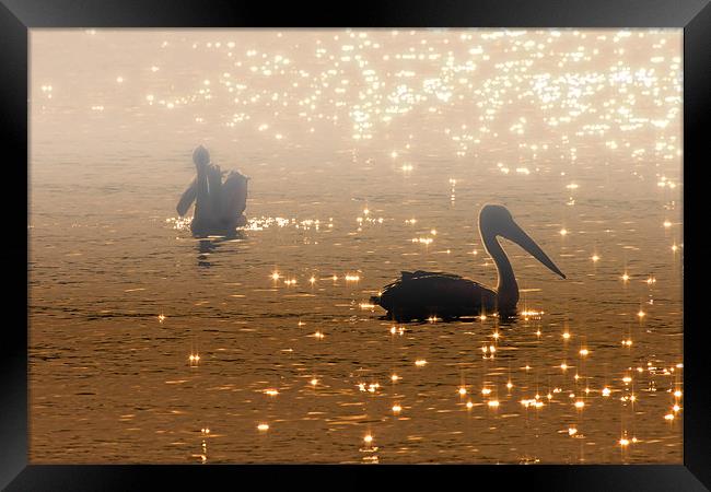 Pelican Sunrise Framed Print by Mike Dawson