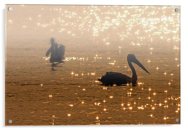 Pelican Sunrise Acrylic by Mike Dawson