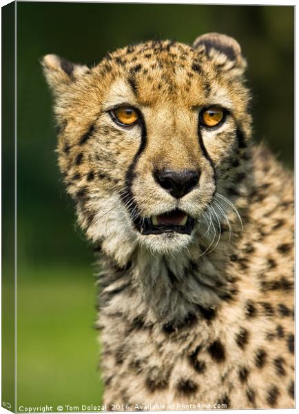 Cheetah eyes Canvas Print by Tom Dolezal