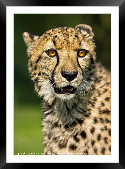 Cheetah eyes Framed Mounted Print by Tom Dolezal