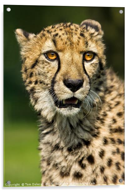 Cheetah eyes Acrylic by Tom Dolezal