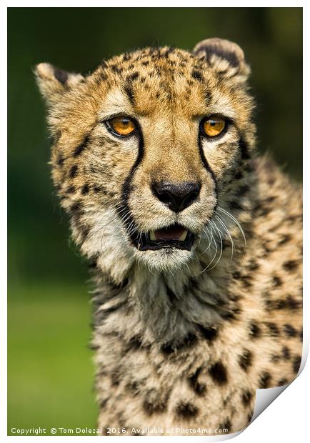 Cheetah eyes Print by Tom Dolezal