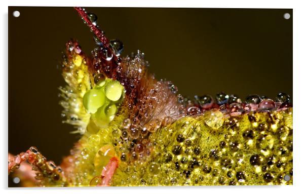 Close up of Clouded Yellow Butterfly with dew on.. Acrylic by JC studios LRPS ARPS