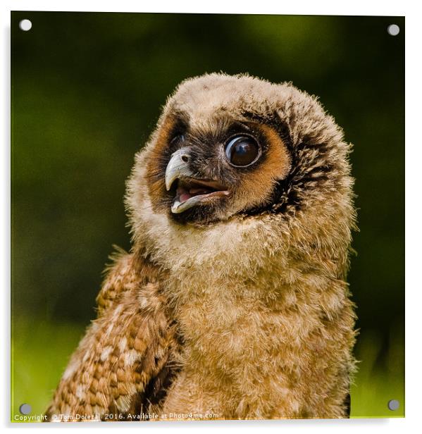 Malaysian Brown Wood Owl Acrylic by Tom Dolezal