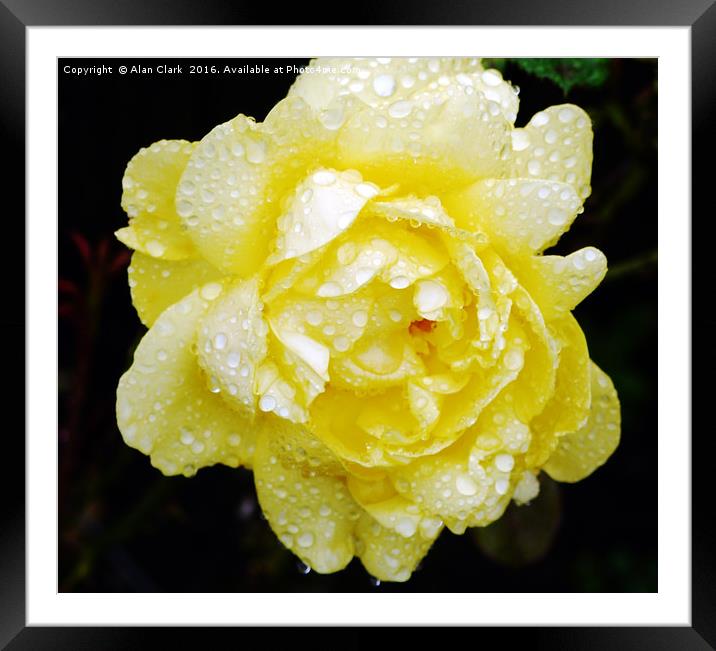 Yellow Rose Framed Mounted Print by Alan Clark
