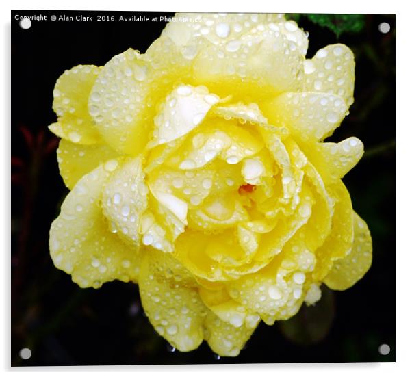 Yellow Rose Acrylic by Alan Clark