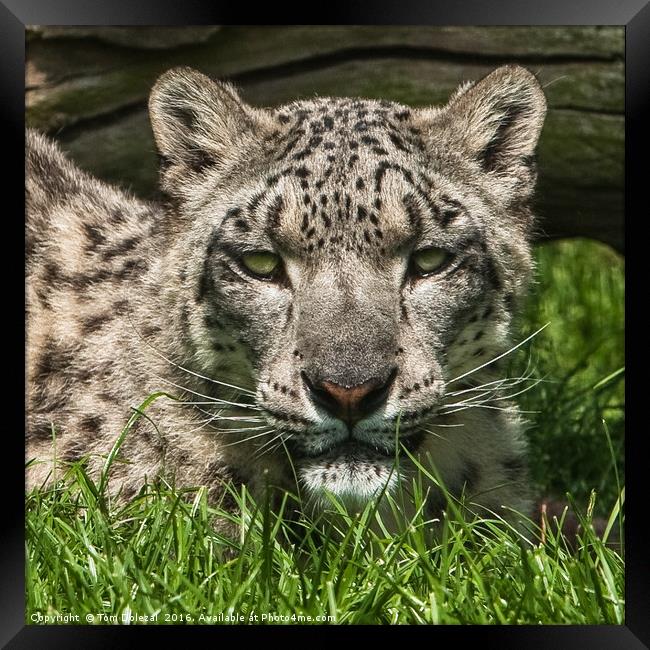 Snow Leopard portrait Framed Print by Tom Dolezal