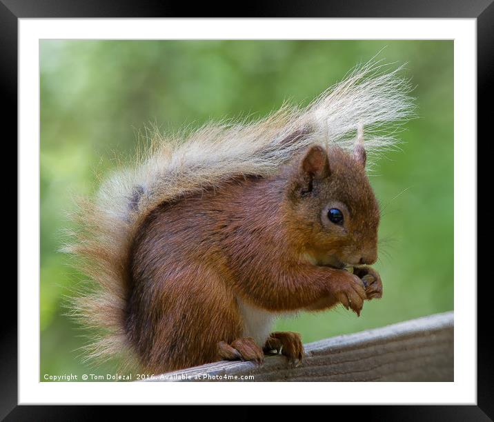 Cute Red Squirrel feeding Framed Mounted Print by Tom Dolezal