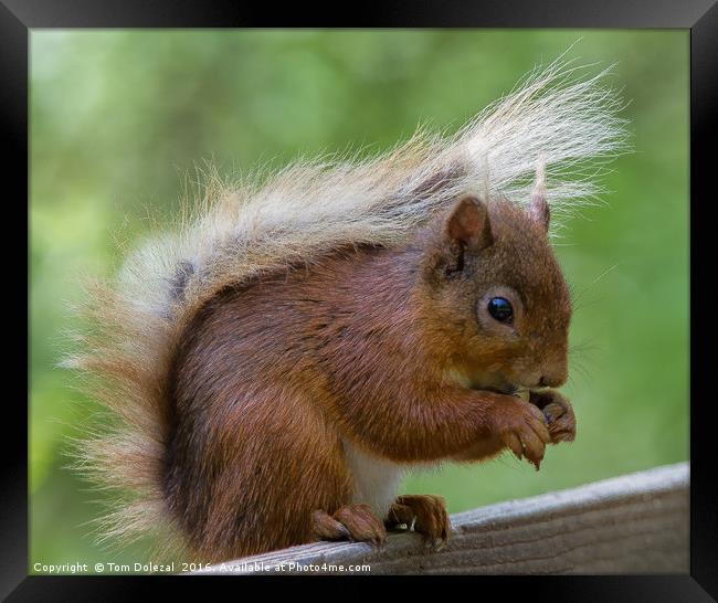 Cute Red Squirrel feeding Framed Print by Tom Dolezal