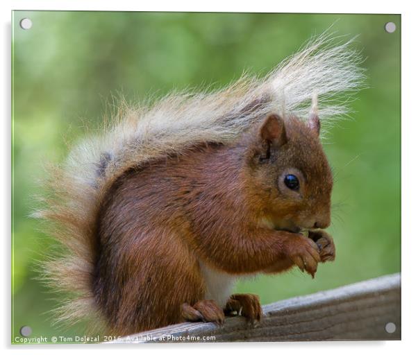 Cute Red Squirrel feeding Acrylic by Tom Dolezal