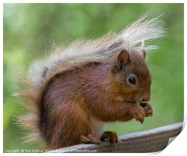 Cute Red Squirrel feeding Print by Tom Dolezal