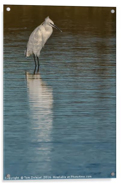 Little Egret Reflection  Acrylic by Tom Dolezal