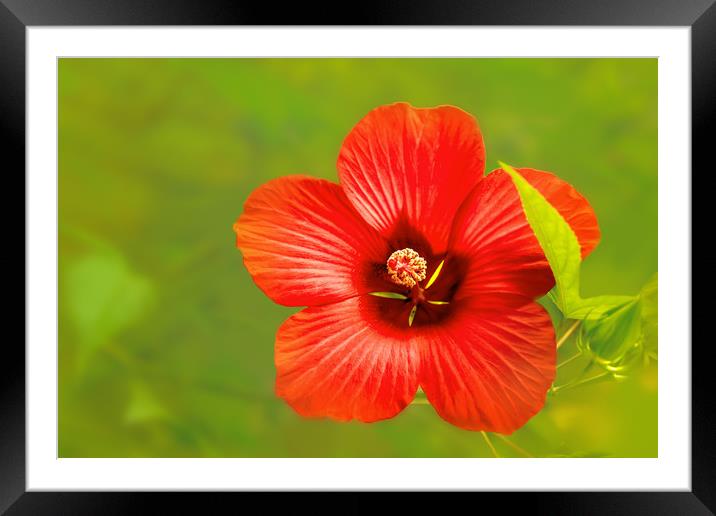 Hibiscus Framed Mounted Print by Svetlana Sewell