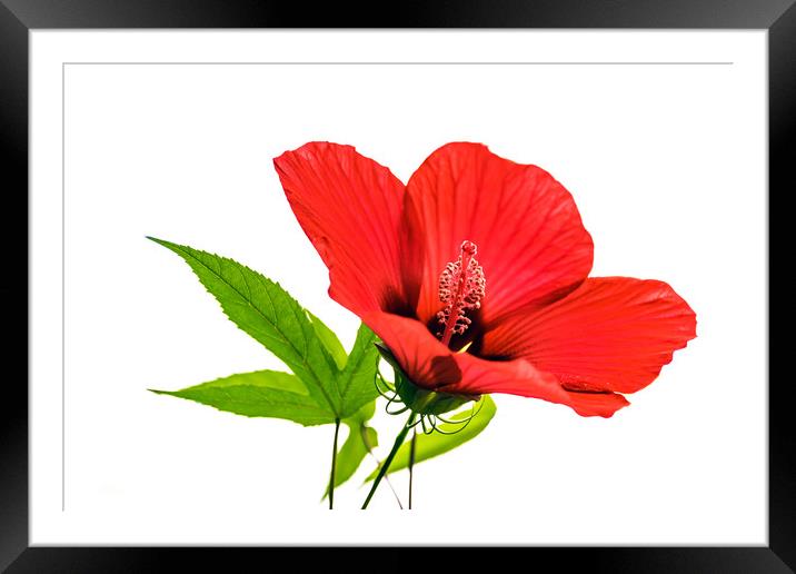 Red hibiscus                             Framed Mounted Print by Svetlana Sewell