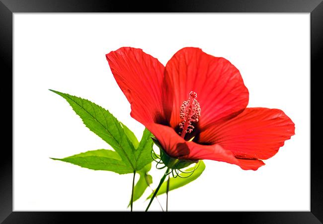 Red hibiscus                             Framed Print by Svetlana Sewell