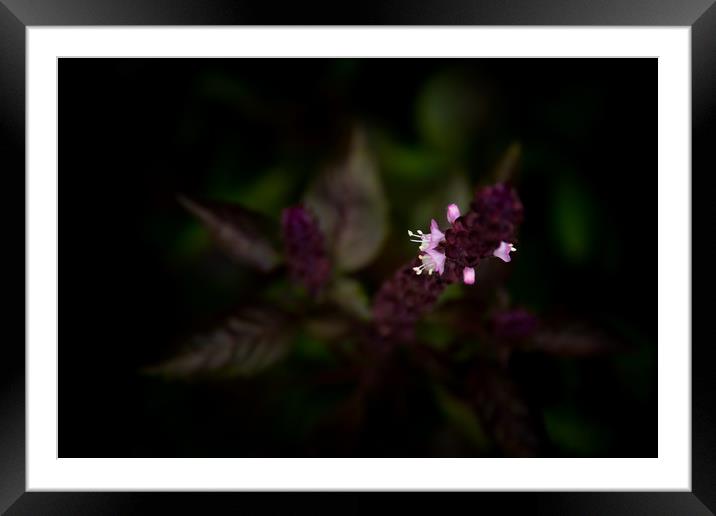 Purple Flower Framed Mounted Print by Svetlana Sewell