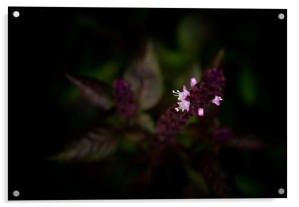 Purple Flower Acrylic by Svetlana Sewell