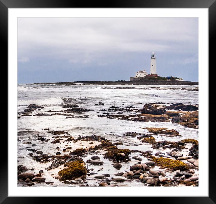 St Mary's Lighthouse from afar Framed Mounted Print by Naylor's Photography
