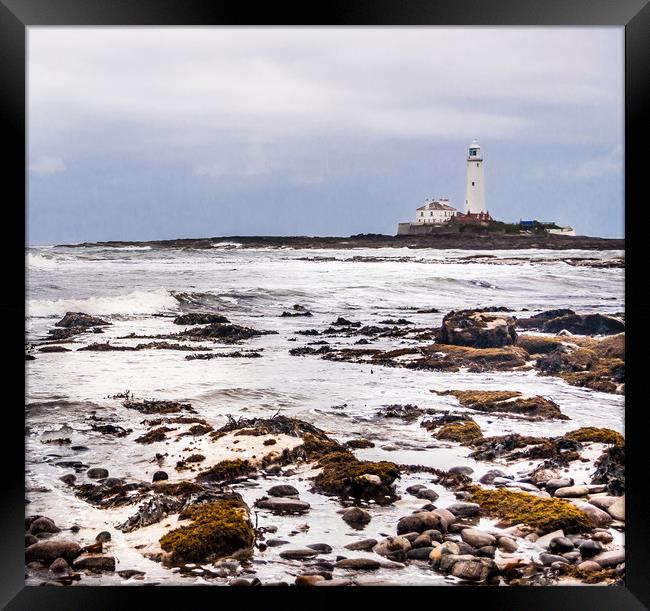 St Mary's Lighthouse from afar Framed Print by Naylor's Photography