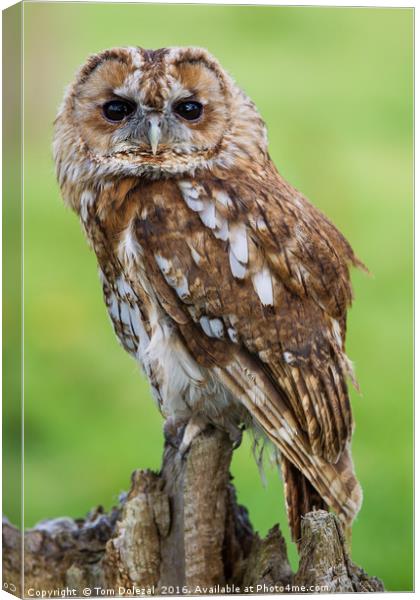 Eye to eye with a Tawny Owl Canvas Print by Tom Dolezal