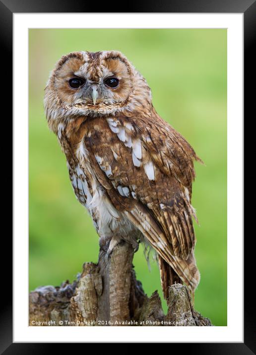Eye to eye with a Tawny Owl Framed Mounted Print by Tom Dolezal