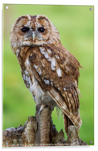 Eye to eye with a Tawny Owl Acrylic by Tom Dolezal