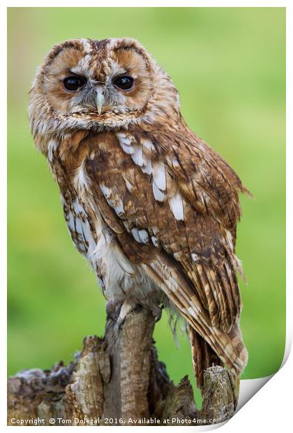 Eye to eye with a Tawny Owl Print by Tom Dolezal