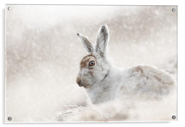 In the snow Acrylic by Mark Lynham