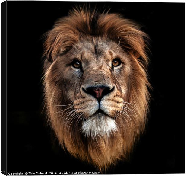 Lion portrait Canvas Print by Tom Dolezal