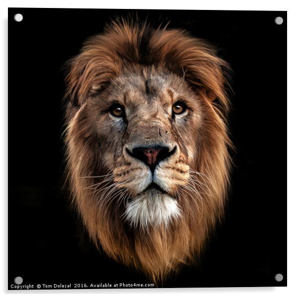 Lion portrait Acrylic by Tom Dolezal