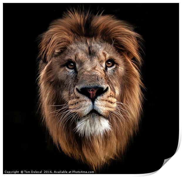 Lion portrait Print by Tom Dolezal