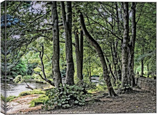 "GROUP OF TREES BY THE RIVER" Canvas Print by ROS RIDLEY