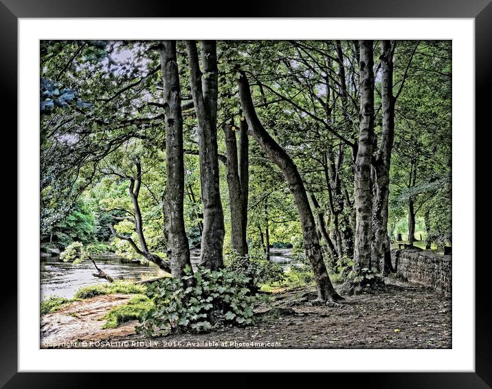 "GROUP OF TREES BY THE RIVER" Framed Mounted Print by ROS RIDLEY