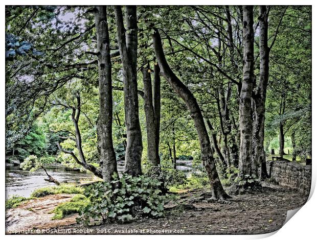 "GROUP OF TREES BY THE RIVER" Print by ROS RIDLEY