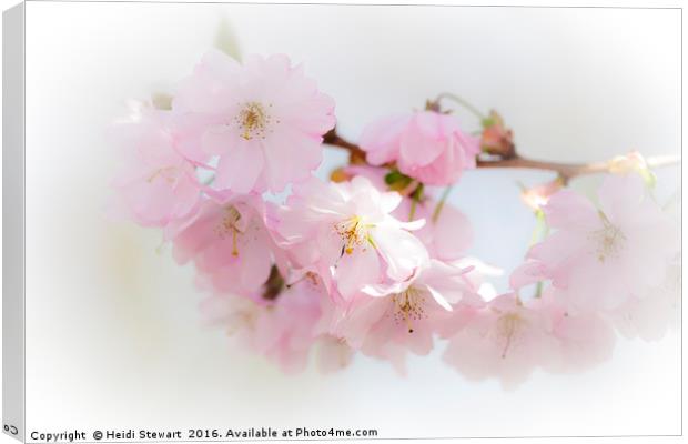 Cherry Blossom Beauty Canvas Print by Heidi Stewart