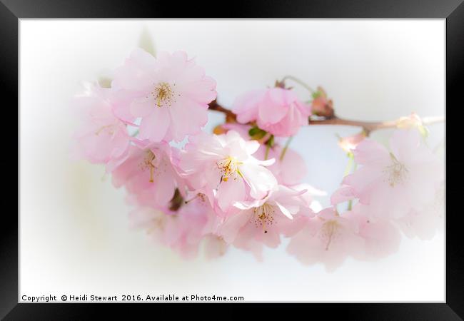 Cherry Blossom Beauty Framed Print by Heidi Stewart