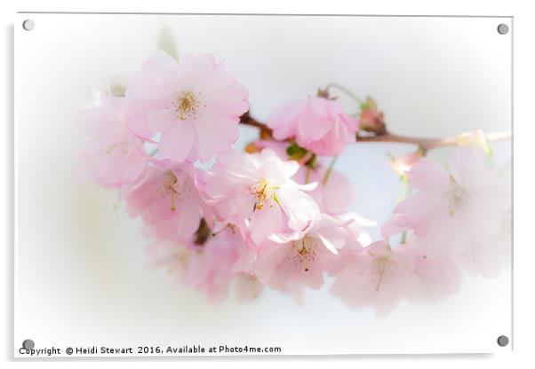 Cherry Blossom Beauty Acrylic by Heidi Stewart