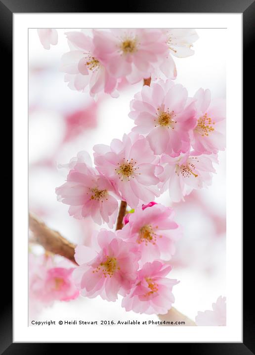 Cherry Blossom Petals  Framed Mounted Print by Heidi Stewart