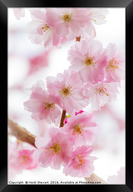 Cherry Blossom Petals  Framed Print by Heidi Stewart